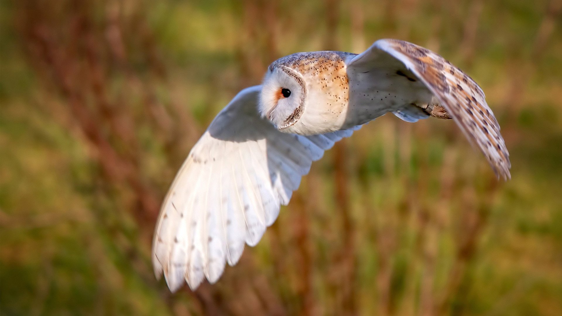 奥康纳精准的传球与意识,使袋鼠队攻势如潮,袋鼠和奥康的哪个档次高些