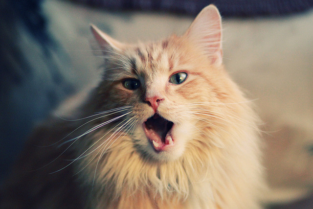 德甲攻防激战：速度与力量的极致碰撞！，德甲对抗