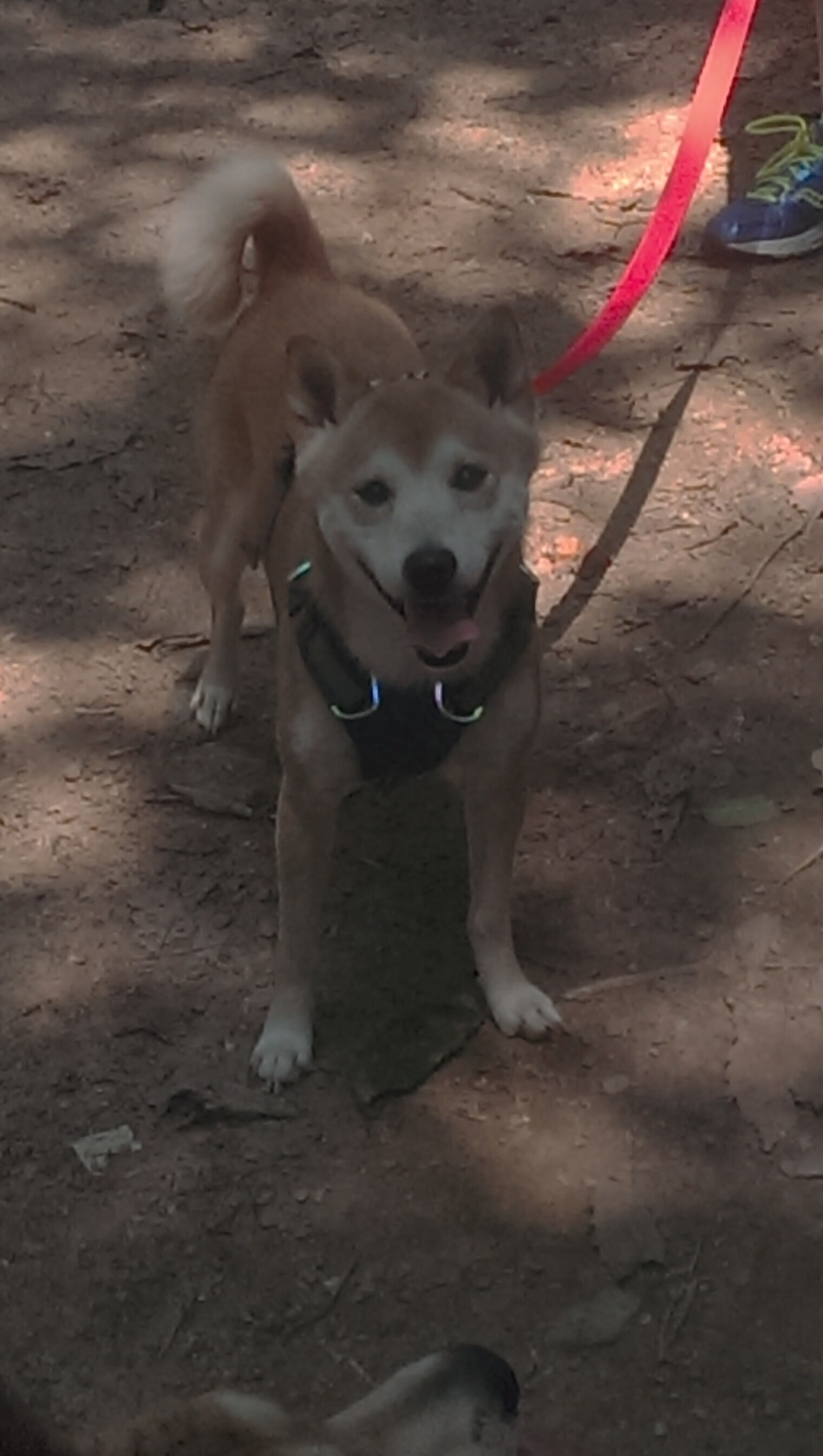 梅西突破全场防线,助阿根廷重振士气