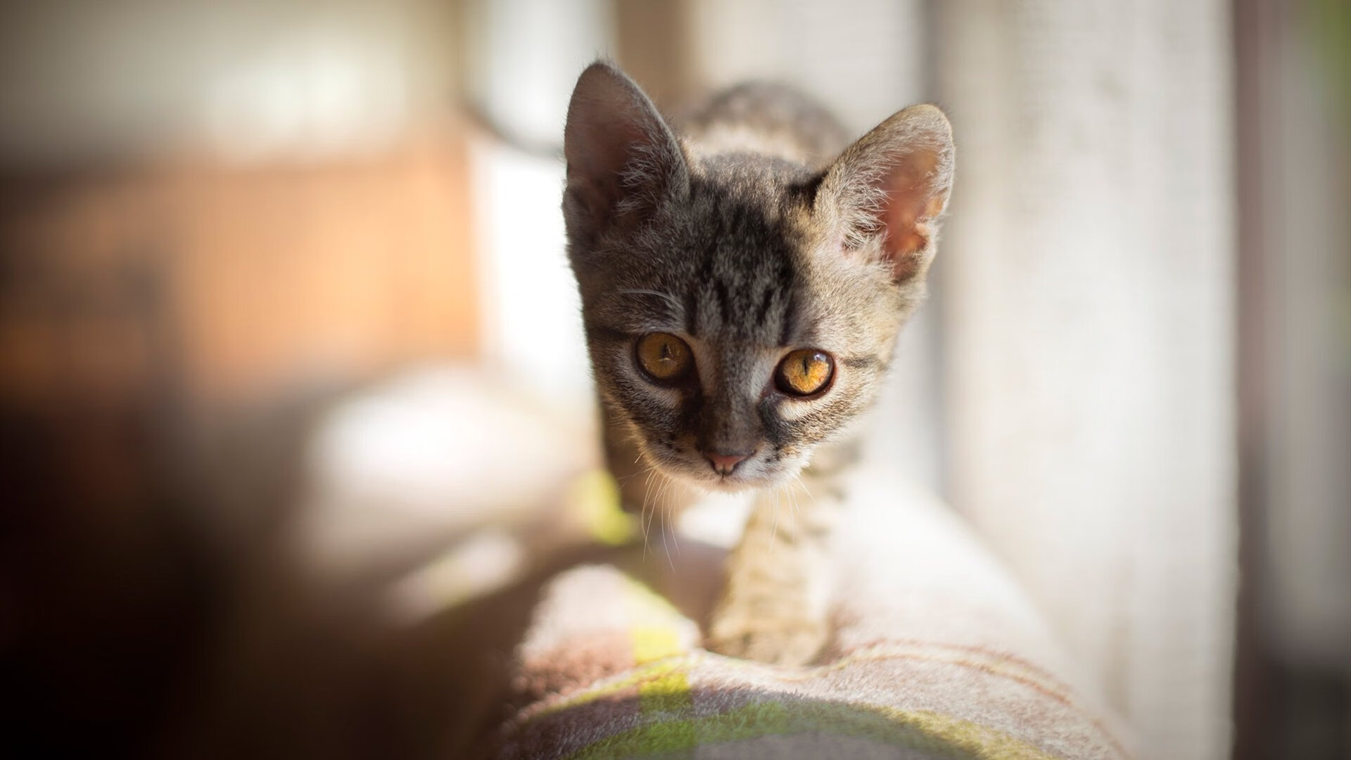 特色足球主题旅游线路打造,实现体育旅游深度融合,足球特色方案