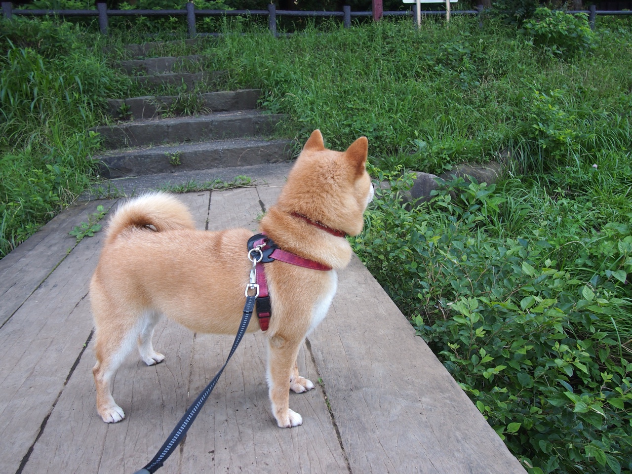 kaiyun登录入口-鹈鹕新援融入迅速成为场上关键角色，鹈鹕 队